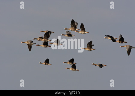 Greater White-fronted Goose, Anser albifrons in flight, White-fronted Goose, Greater Whitefront, Bulgaria Stock Photo