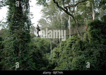 A tourist walks along the canopy for a magnificent view of the rainforest below at Kakum National Park. Ghana, West Africa. Stock Photo