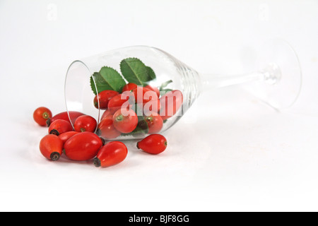 Wineglass with wild rose on white background Stock Photo