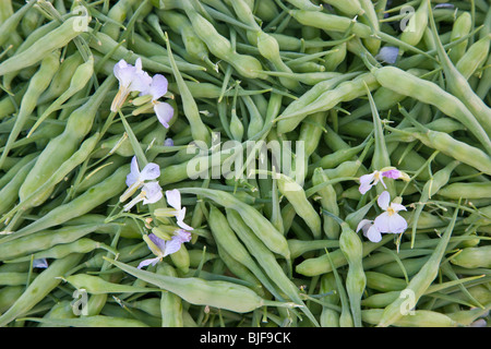 Seed pods of Daikon radish 'Raphanus sativus' , harvested. Stock Photo
