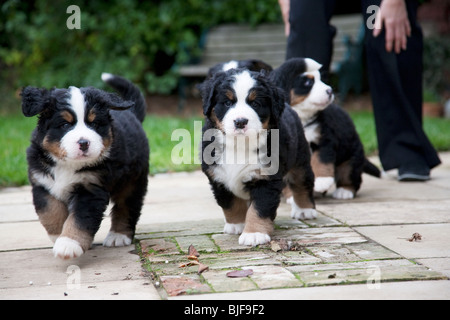 5 five weeks old Bernese Mountain Dog puppies. Stock Photo