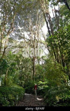 Tourist in Rainforest Parque Nacional la Amistad Panama Stock Photo