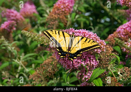 Two-Tailed Swallowtail butterfly (Papilio multicaudatus), Aurora Colorado US. Stock Photo