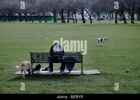 Man with dogs sitting on a bench in the Meadows, Edinburgh, Scotland. Stock Photo