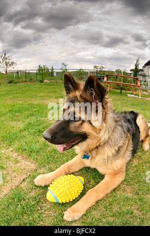 German shepherd, Canis lupus familiaris, long-haired puppy, 6.5 months old Stock Photo
