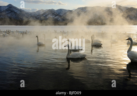 Whooper swans at sunset, Japan. Stock Photo