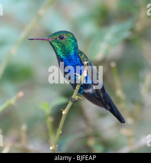 Violet-Bellied Hummingbird Damophila julie Panama Stock Photo