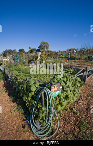 Ocean View Farms Community Garden, West Los Angeles, California, USA Stock Photo