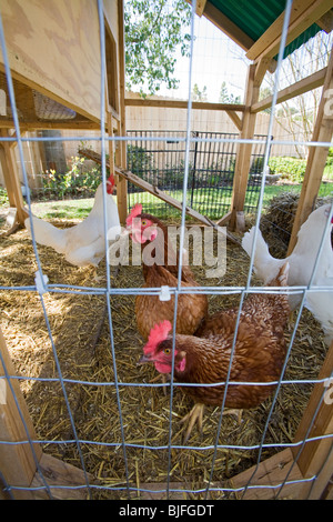 Chicken coop in backyard of house in Los Angeles, California, USA Stock Photo