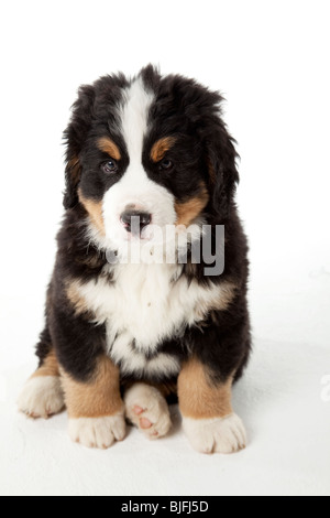 7 weeks old Bernese Mountain Dog puppy Stock Photo