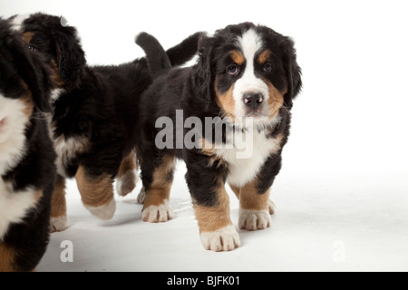 7 weeks old Bernese Mountain Dog puppies 7 weeks old Stock Photo