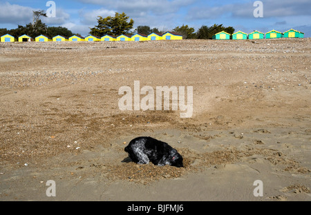Dog Digging on a Sandy Beach Stock Photo