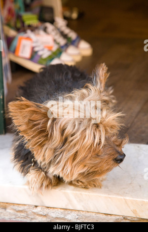 Yorkshire terrier in shop doorway in Levanto, Liguria, Italy Stock Photo