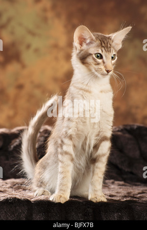 Javanese cat. Kitten sitting on a pillow Stock Photo