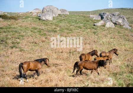 Garrano Pony. Family group with foal, walking Stock Photo