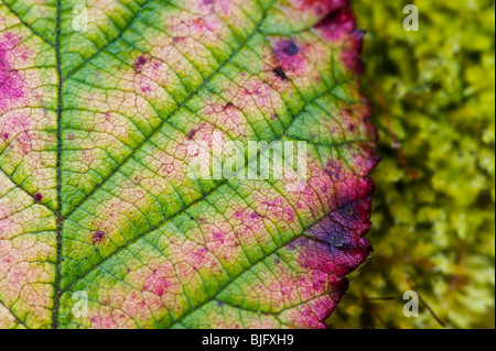 Bramble leaf loosing it Chlorophyll and discolouring in winter. UK Stock Photo