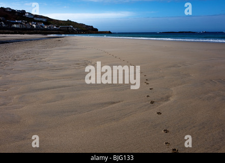 Paw prints on the sand at Sennen Beach In Cornwall. Stock Photo