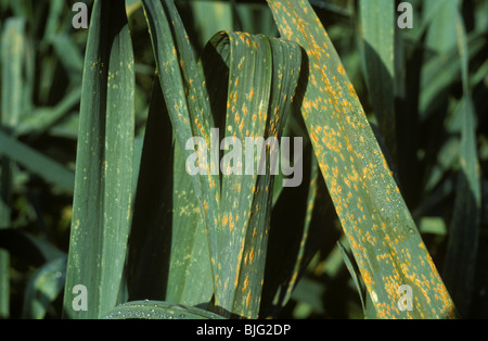 Leek rust (Puccinia porri) disease on leek field crop leaves Stock Photo