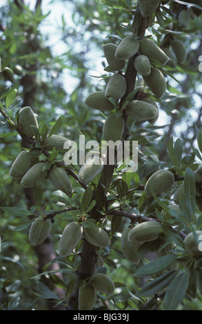 Immature almond fruit on the tree in Greece Stock Photo