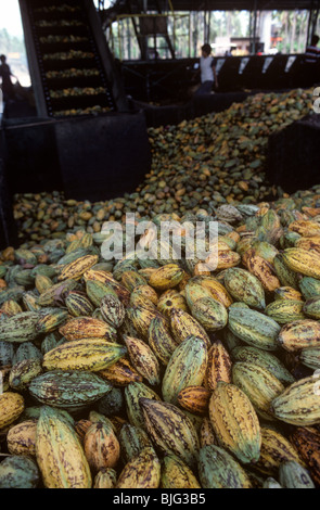 Harvested pods in processing factory being passed on the conveyor for shelling, The Philippines Stock Photo