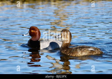 Redhead Duck Drake and Hen on Pond in Southern Indiana Stock Photo