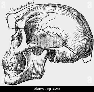 aeon / prehistory, people, prehistoric men, skull of a Australoid man compared to a skull of a Neanderthal man, illustration, wood engraving, circa 1870, Stock Photo