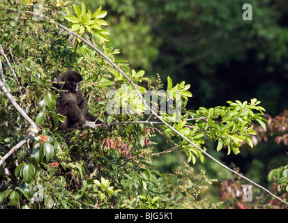 Female White-handed or Lar gibbon in a tree in Khao Yai, Thailand. Stock Photo