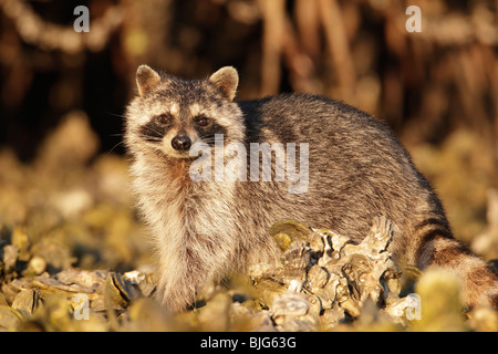 Raccoon foraging on Oyster bed Stock Photo