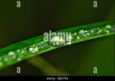 waterdrops on the grass Stock Photo