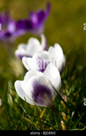 Crocus chrysanthus 'Prince Claus' growing in a garden lawn in The Cotswolds Stock Photo