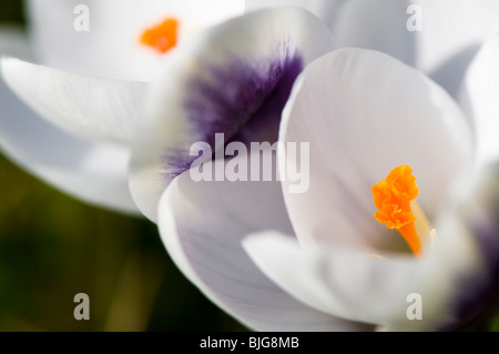 Close up of Crocus chrysanthus 'Prince Claus' growing in a garden lawn in The Cotswolds Stock Photo