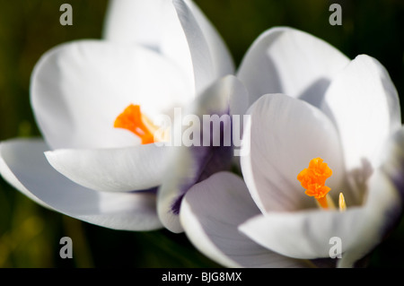 Close up of Crocus chrysanthus 'Prince Claus' growing in a garden lawn in The Cotswolds Stock Photo