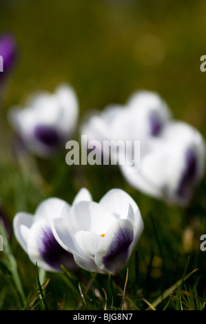 Crocus chrysanthus 'Prince Claus' growing in a garden lawn in The Cotswolds Stock Photo