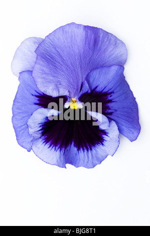 Close up of a Pansy F1 Blue Frost against a white background Stock Photo