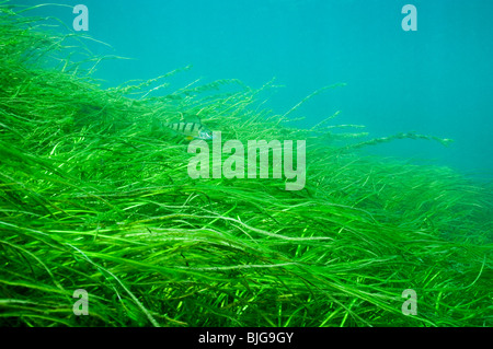 Yellow perch underwater swimming over American Eel-grass in the St. Lawrence River Stock Photo