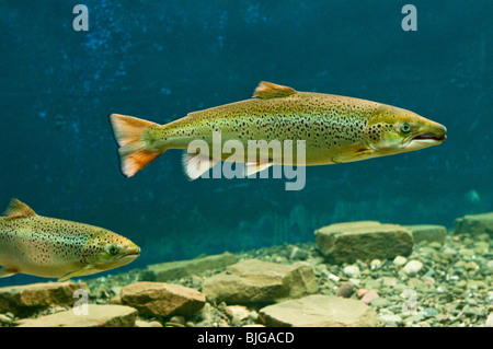 NEW BRUNSWICK, Atantic Salmon Museum in Doaktown. Atlantic Salmon swimming in fish aquarium. Miramichi River. Stock Photo