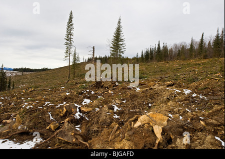 A harvested cut block of softwood trees Stock Photo