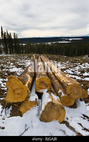 A vertical image of a pile of logs. Stock Photo