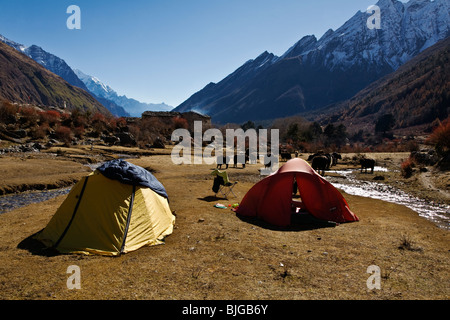 TENTS and YAKS grazing along a creek in the village of SAMAGAUN on the AROUND MANASLU TREK - NUPRI REGION, NEPAL Stock Photo