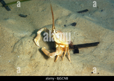 Masked crab,Corystes cassivelaunus,sandy seabed, studland bay,dorset,november 2008. Stock Photo
