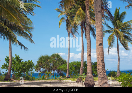 Calangaman Island palms Beach Malapascua Island Cebu Philippines Visayan Sea sun sunny tropical holiday paradise post card holid Stock Photo