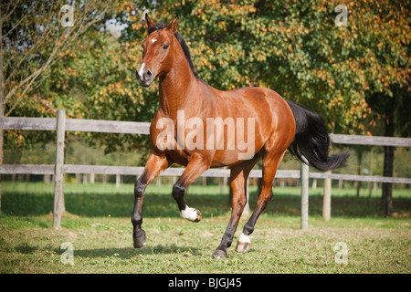 Hungarian Sport horse galloping paddock Stock Photo