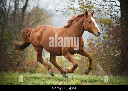 Hungarian Warmblood. Chestnut horse galloping on a pasture Stock Photo