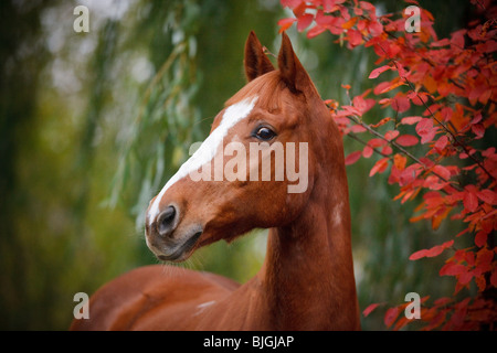 Hungarian Warmblood horse portait Stock Photo