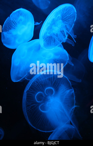 Moon Jellyfish Aurelia aurita Floating In UV Light