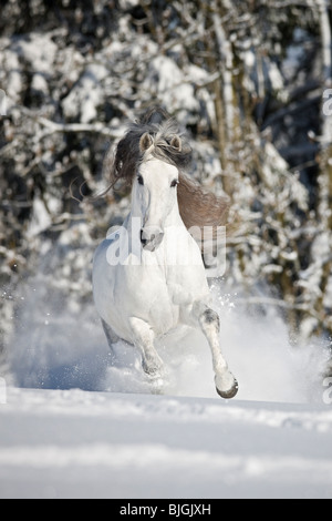 Pure Spanish-bred horse galloping snow Stock Photo