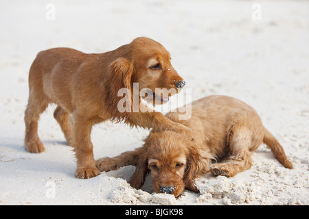 Cocker Spaniel dog two puppies playing sand Stock Photo
