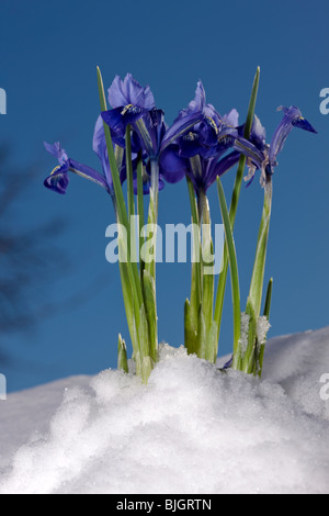 Netted iris, Våriris (Iris reticulata) Stock Photo