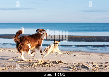 Border Collie dog pug running beach Stock Photo