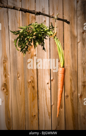 A dangling carrot on a stick. Stock Photo
